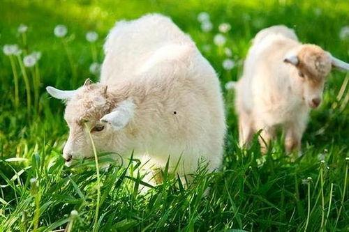 九月属羊幸运色,揭秘属羊者的幸运色彩