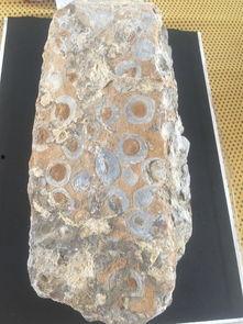 金钱石九色鹿值钱吗,揭秘其价值与收藏价值